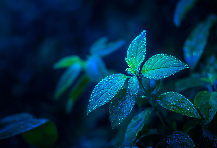 Esemplare di pianta in biolumi